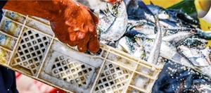 Giornata mondiale della pesca - Fedagripesca: l’80% dei giovani pescatori chiede meno burocrazia e più incentivi per innovazione